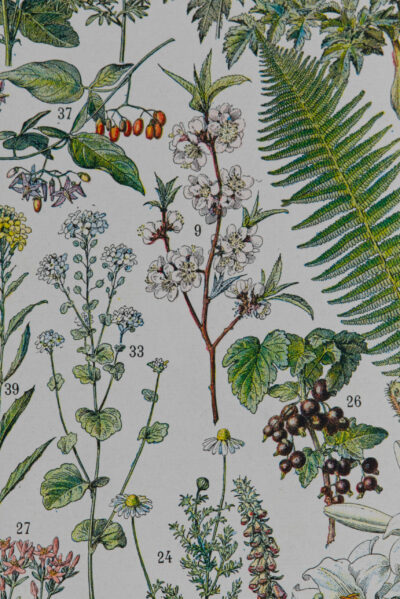 Plantes médicinales n°1, planche botanique d’Adolphe Millot 1932