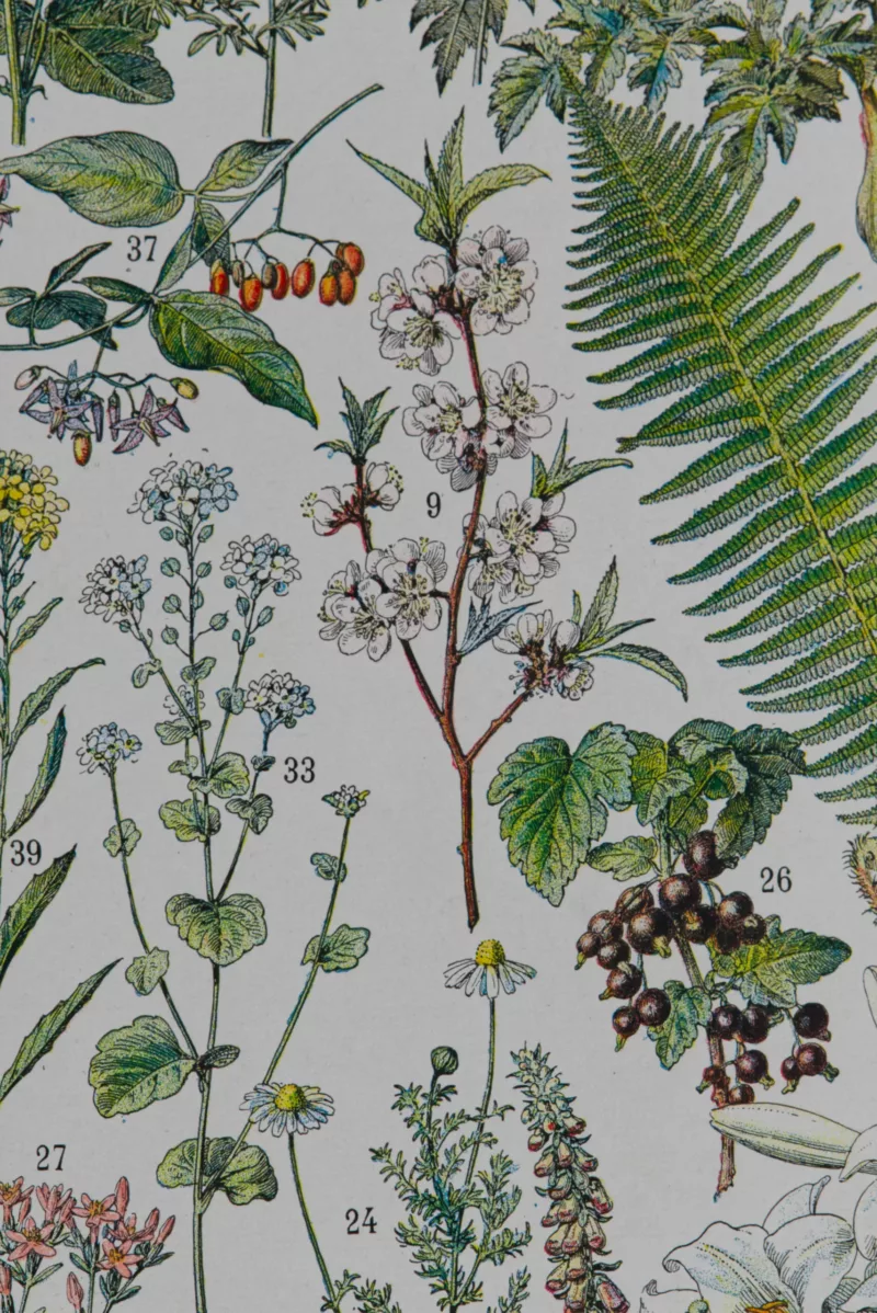 Plantes médicinales n°1, planche botanique d’Adolphe Millot 1932