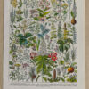 Plantes médicinales n°2, planche botanique d’Adolphe Millot 1932