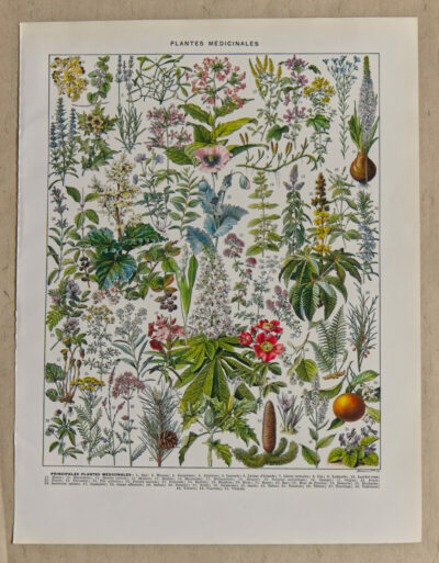 Plantes médicinales n°2, planche botanique d’Adolphe Millot 1932