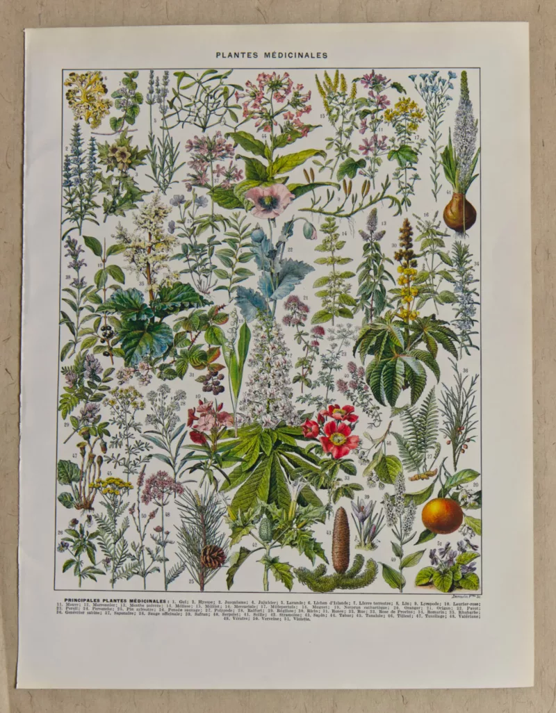 Plantes médicinales n°2, planche botanique d’Adolphe Millot 1932