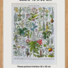 Plantes médicinales n°2, planche botanique d’Adolphe Millot 1932