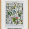 Plantes médicinales n°2, planche botanique d’Adolphe Millot 1932