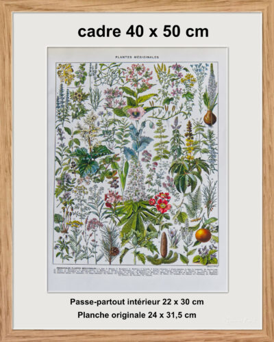 Plantes médicinales n°2, planche botanique d’Adolphe Millot 1932