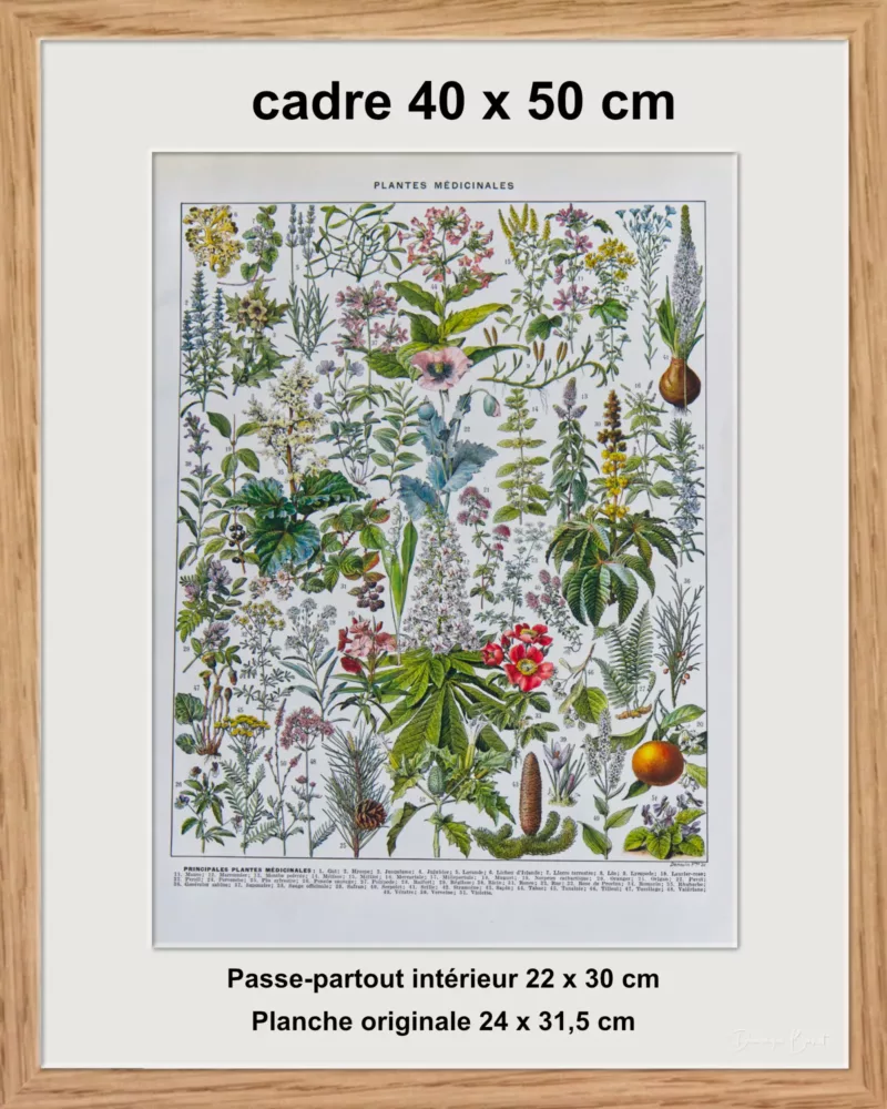 Plantes médicinales n°2, planche botanique d’Adolphe Millot 1932