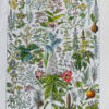 Plantes médicinales n°2, planche botanique d’Adolphe Millot 1932