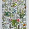 Plantes médicinales n°2, planche botanique d’Adolphe Millot 1932