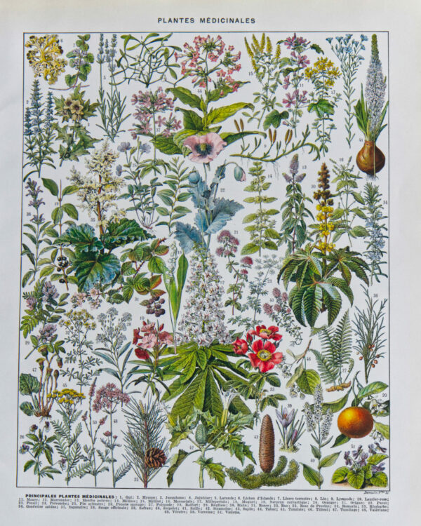 plantes-medicinalesB Plantes médicinales n°2, planche botanique d’Adolphe Millot 1932