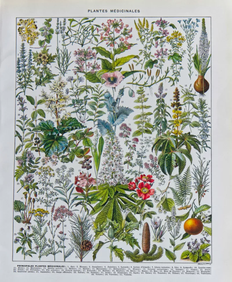 Plantes médicinales n°2, planche botanique d’Adolphe Millot 1932