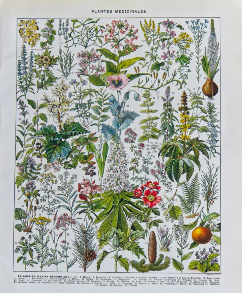 Plantes médicinales n°2, planche botanique d’Adolphe Millot 1932