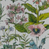 Plantes médicinales n°2, planche botanique d’Adolphe Millot 1932