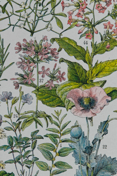 Plantes médicinales n°2, planche botanique d’Adolphe Millot 1932