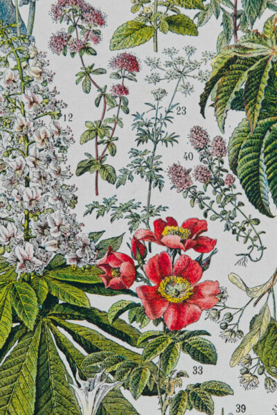 Plantes médicinales n°2, planche botanique d’Adolphe Millot 1932