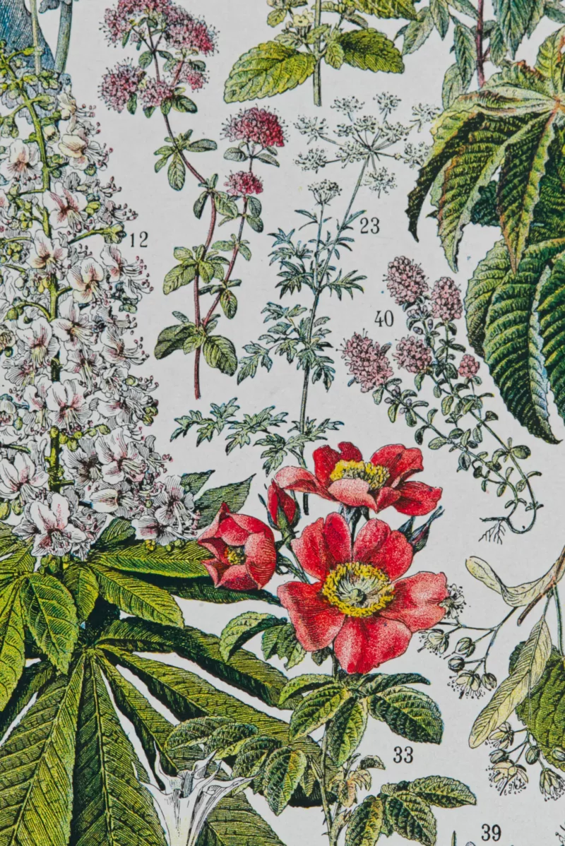 Plantes médicinales n°2, planche botanique d’Adolphe Millot 1932