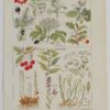 118A5925 Plantes sudorifiques et diurétiques, planche médicale 1924