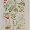Plantes sudorifiques et diurétiques, planche médicale 1924