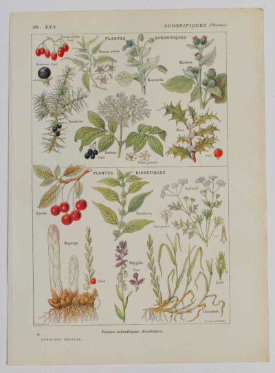 118A5925 Plantes sudorifiques et diurétiques, planche médicale 1924