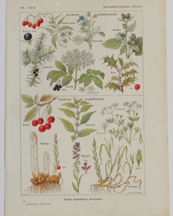 118A5925 Plantes sudorifiques et diurétiques, planche médicale 1924