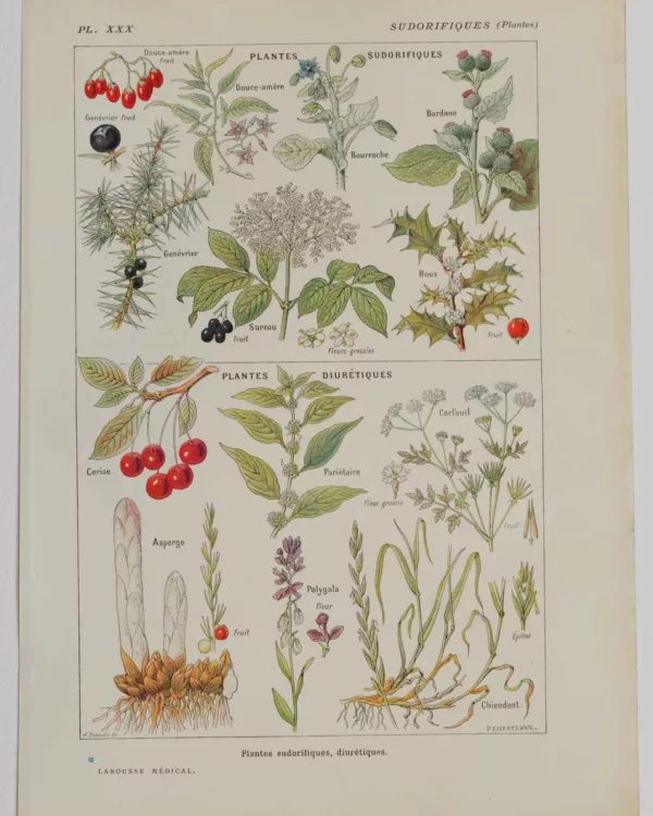 118A5925 Plantes sudorifiques et diurétiques, planche médicale 1924