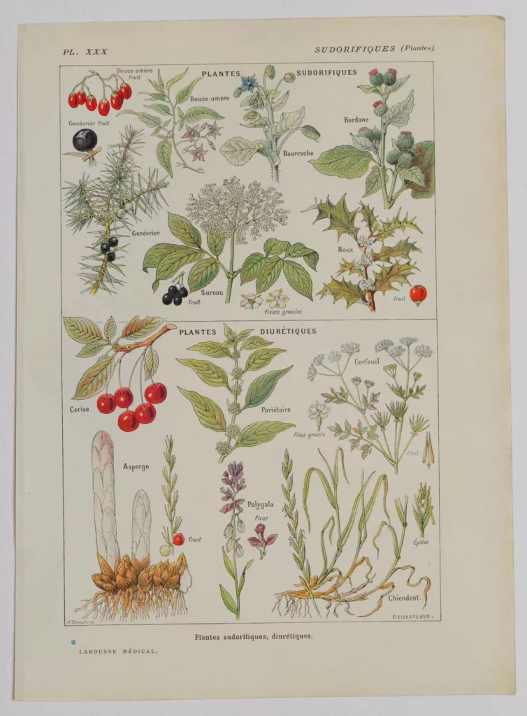 Plantes sudorifiques et diurétiques, planche médicale 1924