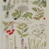 118A5925 Plantes sudorifiques et diurétiques, planche médicale 1924