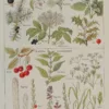 Plantes sudorifiques et diurétiques, planche médicale 1924