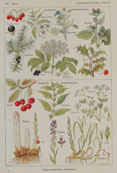 118A5925 Plantes sudorifiques et diurétiques, planche médicale 1924