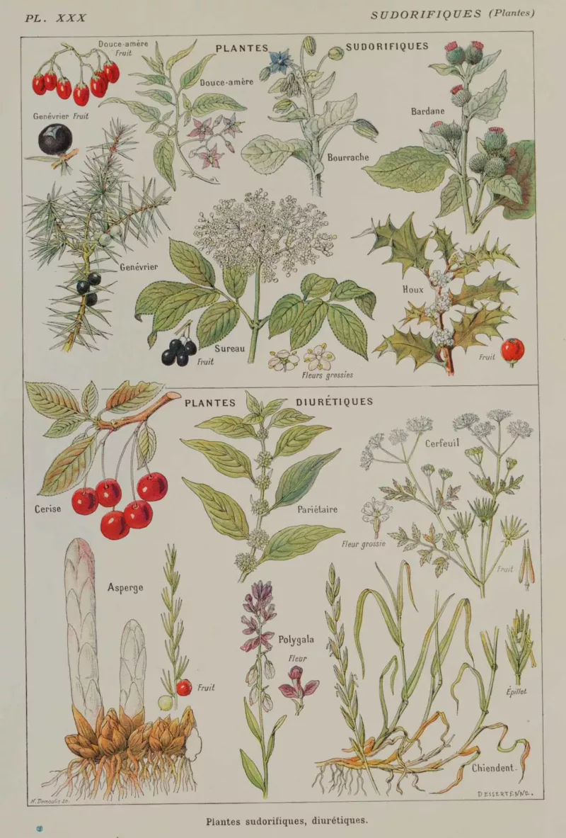 Plantes sudorifiques et diurétiques, planche médicale 1924