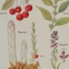 118A5925 Plantes sudorifiques et diurétiques, planche médicale 1924