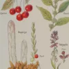 Plantes sudorifiques et diurétiques, planche médicale 1924