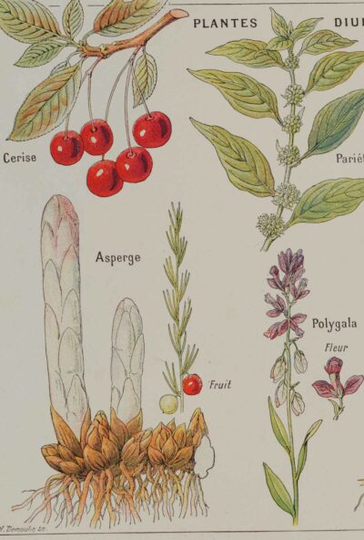 118A5925 Plantes sudorifiques et diurétiques, planche médicale 1924