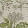 118A5925 Plantes sudorifiques et diurétiques, planche médicale 1924