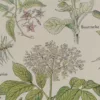 Plantes sudorifiques et diurétiques, planche médicale 1924