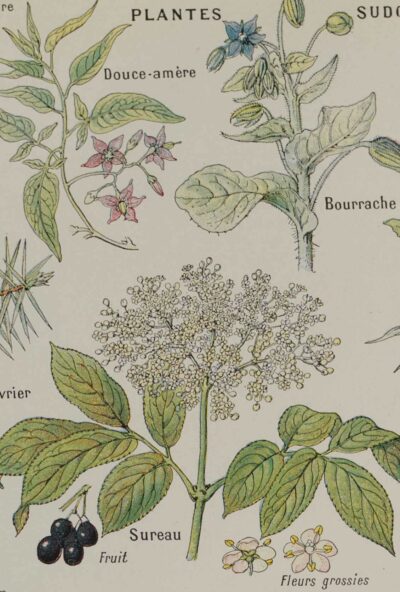 118A5925 Plantes sudorifiques et diurétiques, planche médicale 1924
