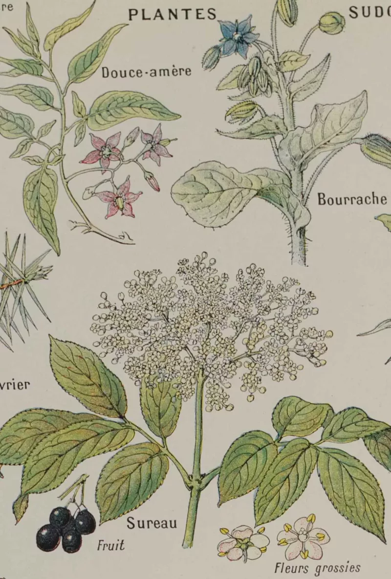 Plantes sudorifiques et diurétiques, planche médicale 1924