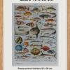 Poissons, planche zoologique d’Adolphe Millot 1932