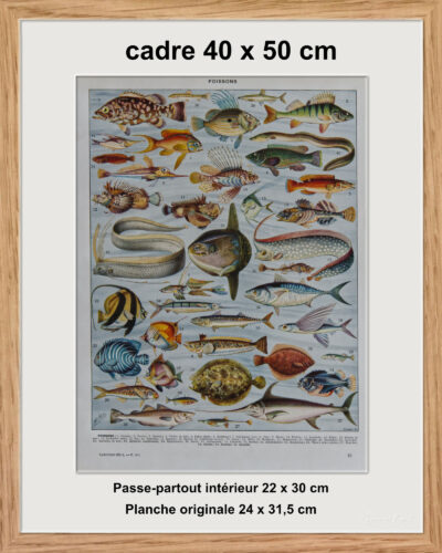 Poissons, planche zoologique d’Adolphe Millot 1932