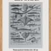 Poissons, planche zoologique d’Adolphe Millot 1932