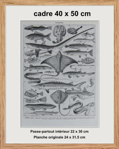 Poissons, planche zoologique d’Adolphe Millot 1932