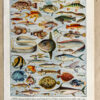 Poissons, planche zoologique d’Adolphe Millot 1932