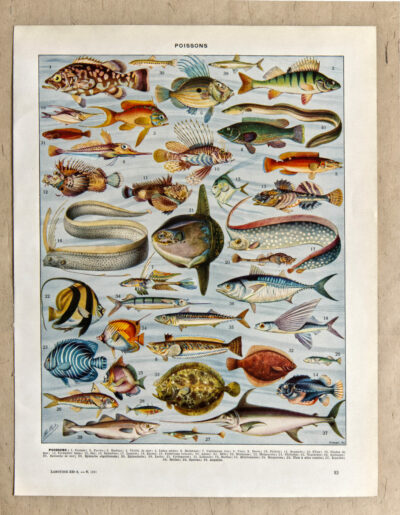 Poissons, planche zoologique d’Adolphe Millot 1932