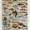 Poissons, planche zoologique d’Adolphe Millot 1932