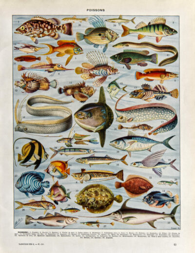 Poissons, planche zoologique d’Adolphe Millot 1932