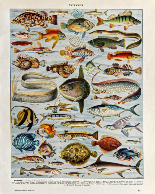Poissons, planche zoologique d’Adolphe Millot 1932