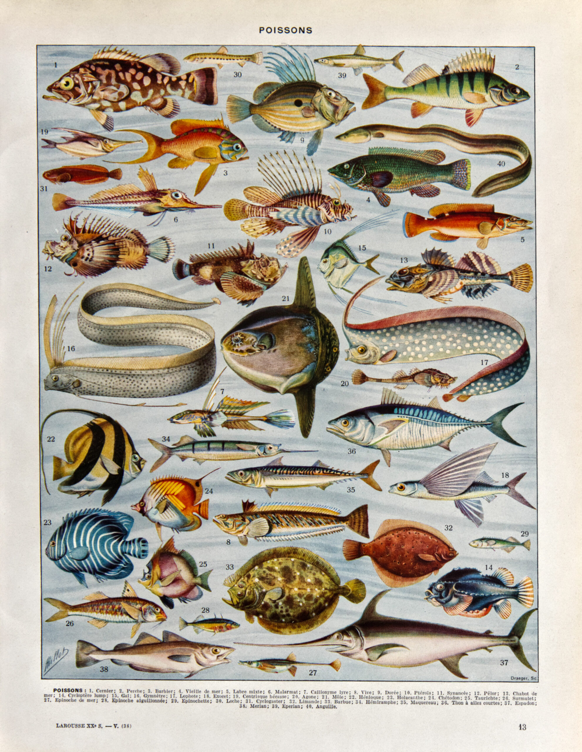 Planche ancienne de poissons