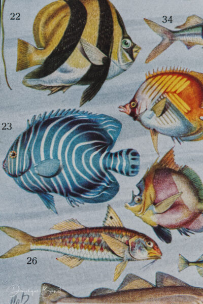 Poissons, planche zoologique d’Adolphe Millot 1932