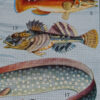 Poissons, planche zoologique d’Adolphe Millot 1932