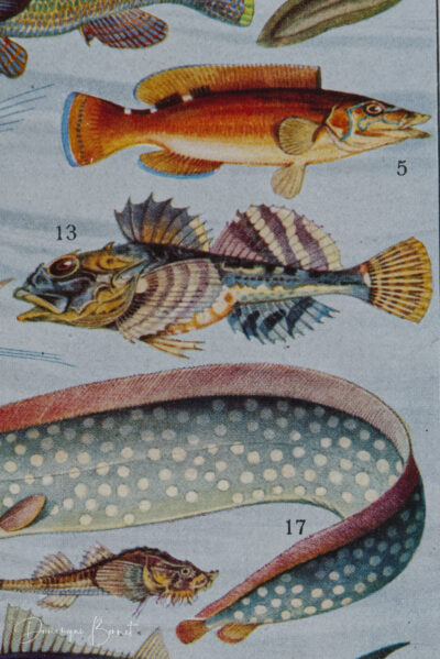 Poissons, planche zoologique d’Adolphe Millot 1932