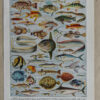 Poissons, planche zoologique d’Adolphe Millot 1932