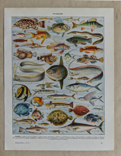 Poissons, planche zoologique d’Adolphe Millot 1932